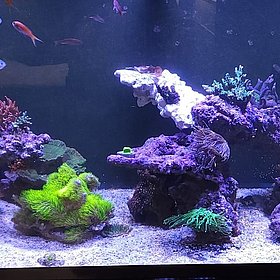 Incpiria Reef